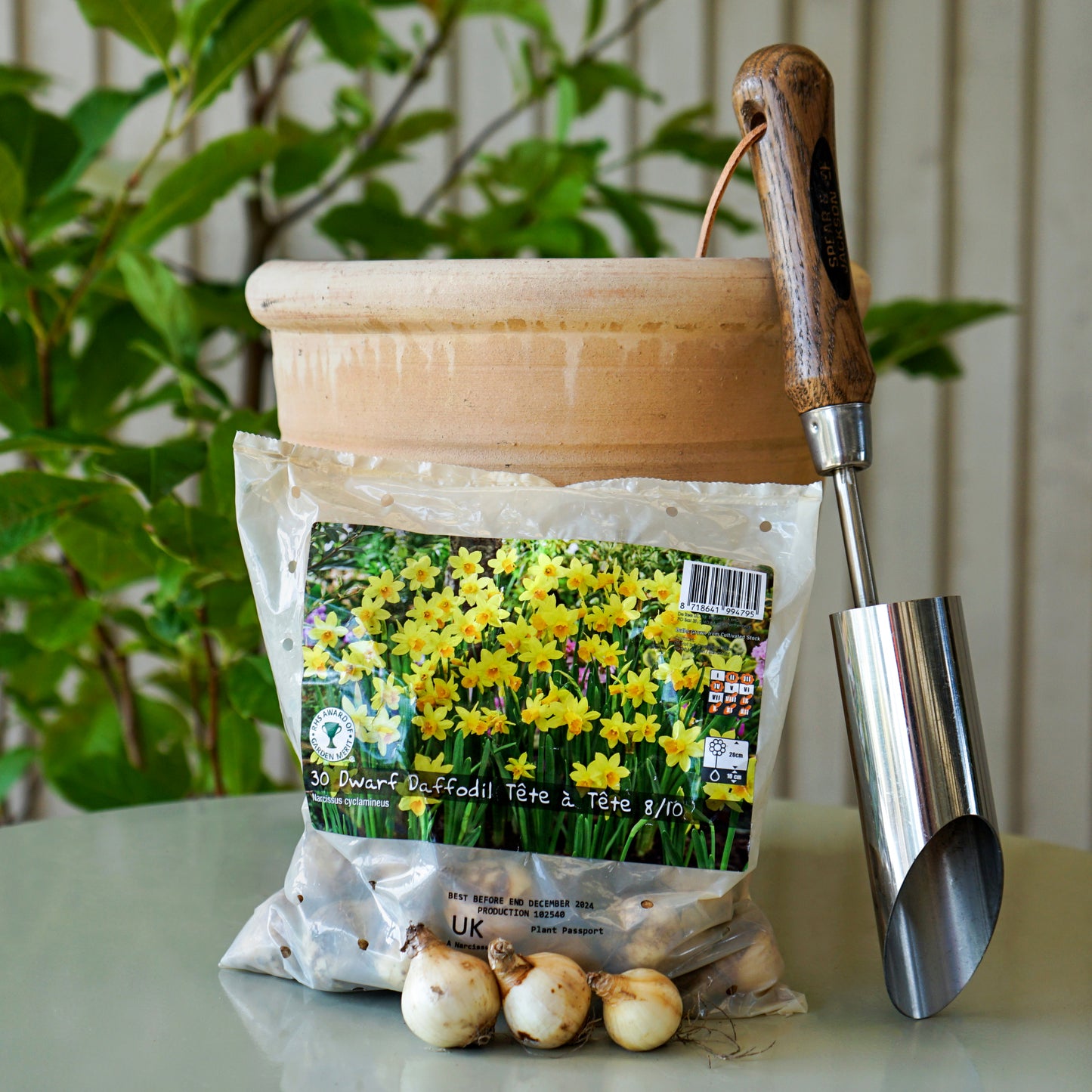 Dwarf Daffodil Tete a Tete Bulbs