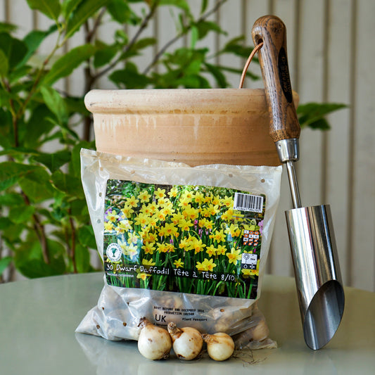 Dwarf Daffodil Tete a Tete Bulbs