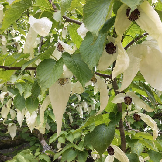 Davidia involucrata Vilmoriniana Handkerchief tree