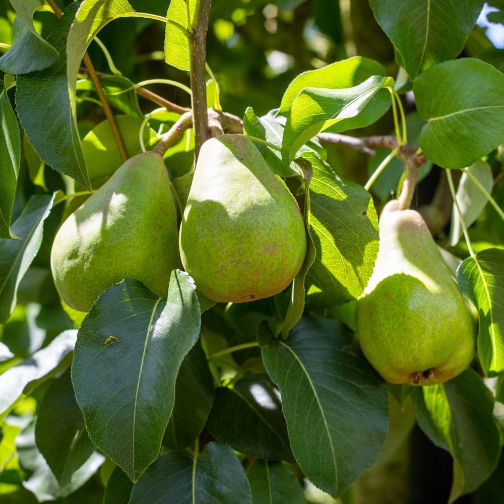 Doyenne Du Comice Pear Tree | Tasty Eating Pears | Ornamental Trees