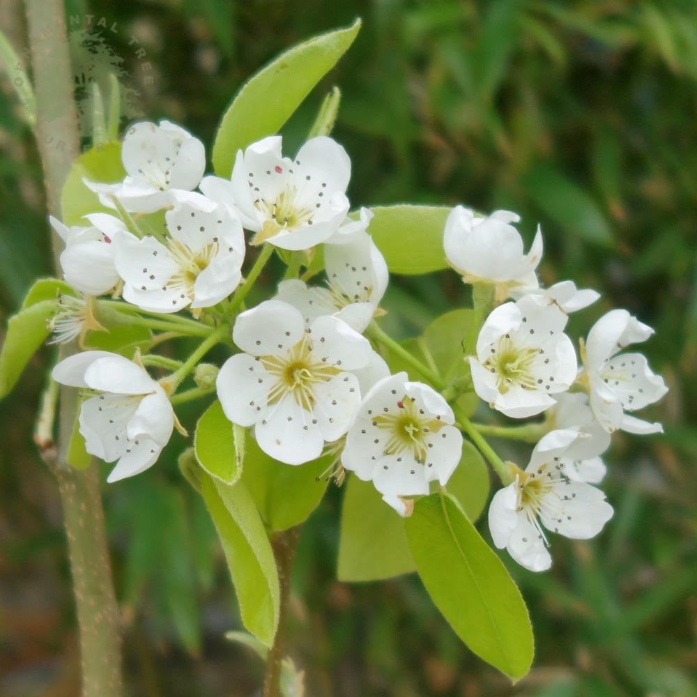 Doyenne Du Comice Pear Tree | Tasty Eating Pears | Ornamental Trees