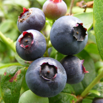Duke Blueberry bush