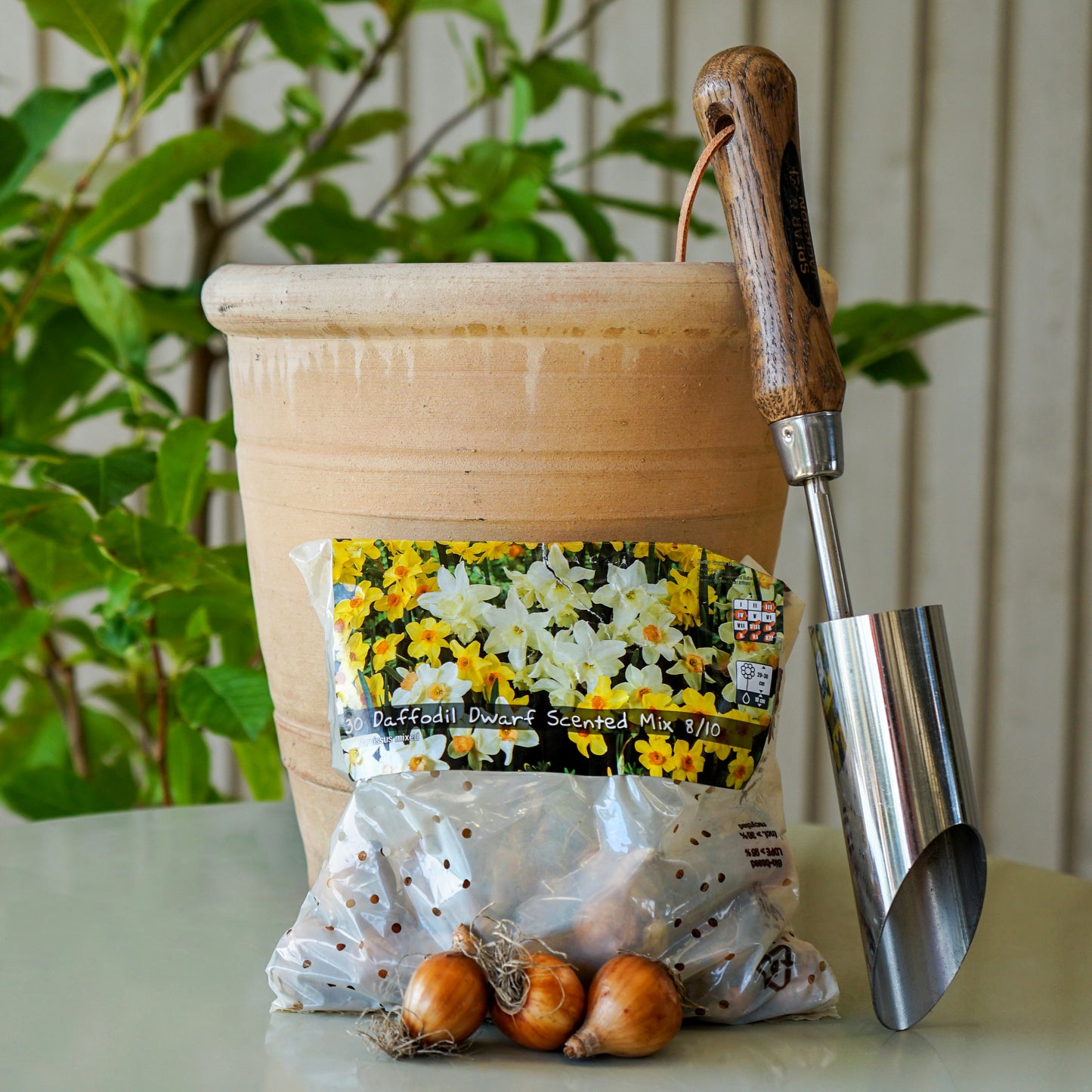 Daffodil Tall Scented Bulb Mix