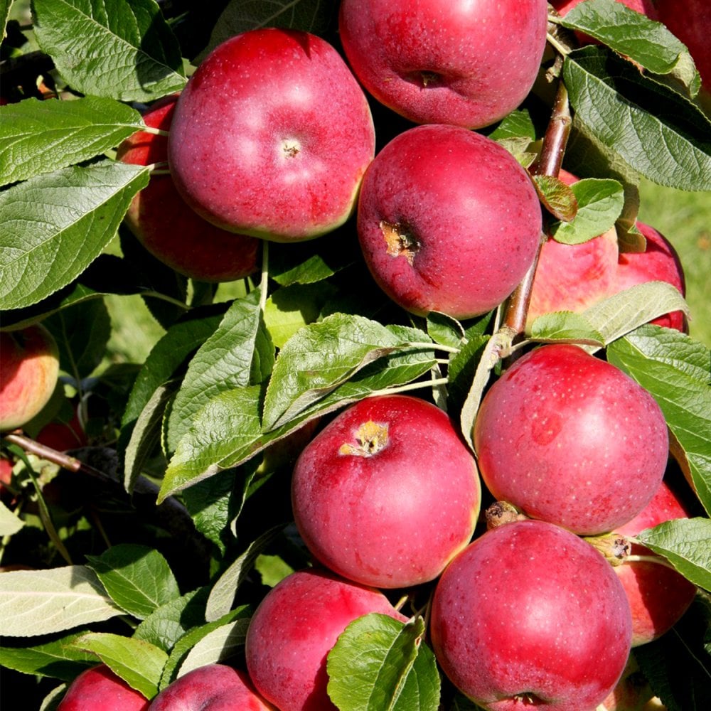 Cooking Apply Tree Eden Apple Trees For Sale | Eating & Cooking Apples | Ornamental Trees