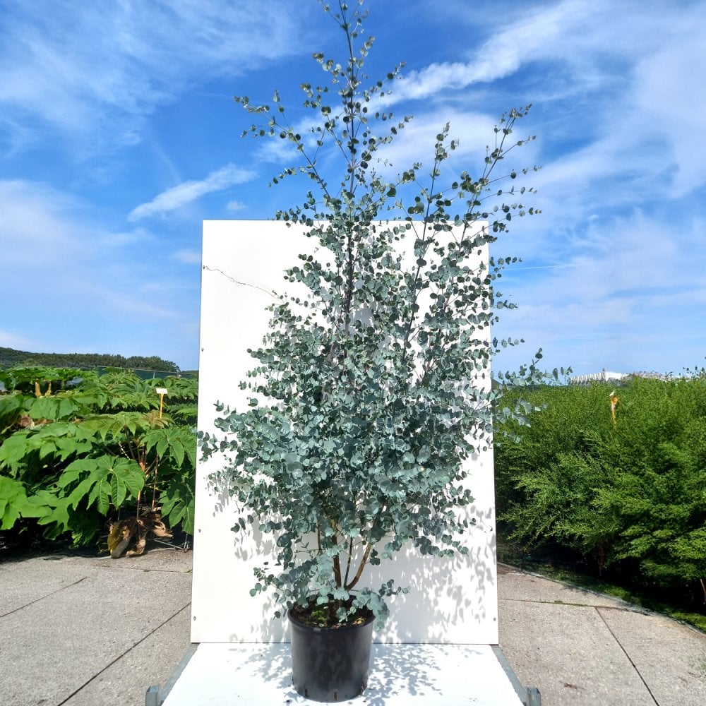 Eucalyptus Gunnii Azura Small Evergreen Gum Tree Ornamental Trees eucalyptus-gunnii-azura-small-evergreen-gum-tree-ornamental-trees