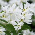 Single stem tree, 150-200cm, 12L pot