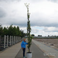  Fagus 'Dawyck Gold' upright Beech tree in container
