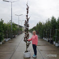 Fagus 'Dawyck Purple' mature upright Purple Beech tree