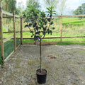 Single stem tree, 120-150cm, MM106 (semi-vigorous), 12L pot