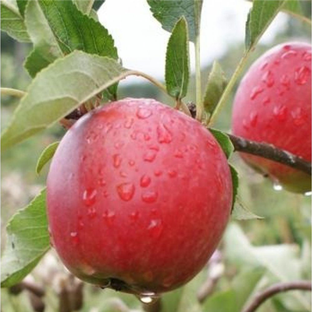 Family Apple Tree | Buy Triple Variety Apple Trees | Ornamental Trees