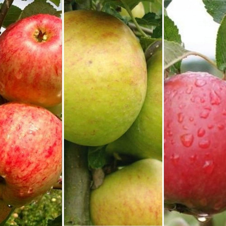 Cox Self Fertile Apple Tree | Self Pollinating | Ornamental Trees