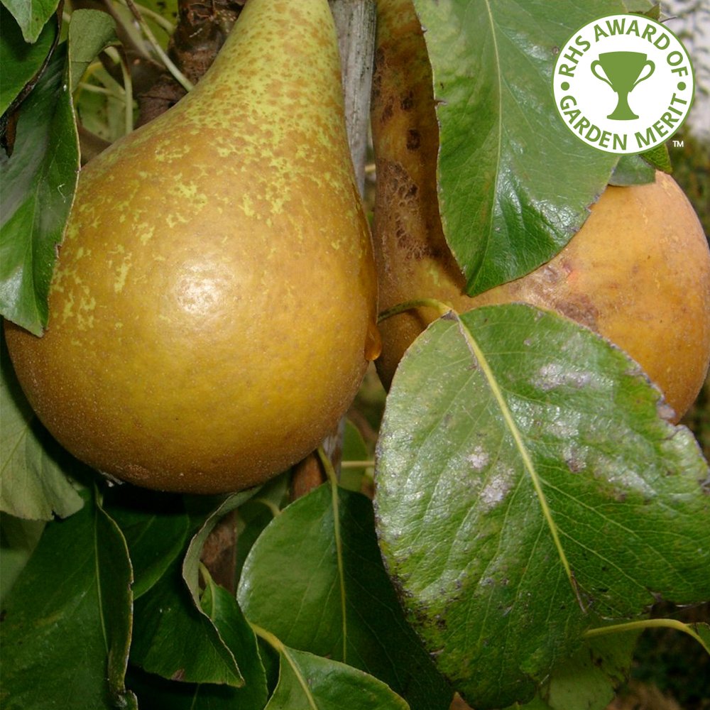 Conference pear tree