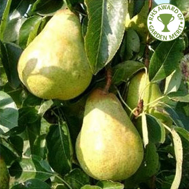 Williams Bon Chretien pear