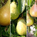 Single stem tree, 120-150cm, Quince A (semi-vigorous), 12L pot