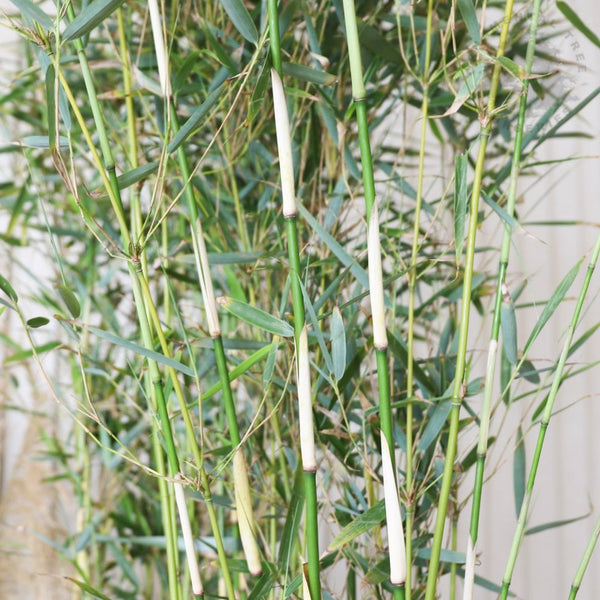 Fargesia robusta Campbell| Buy Yellow Bamboo Plants – Ornamental Trees