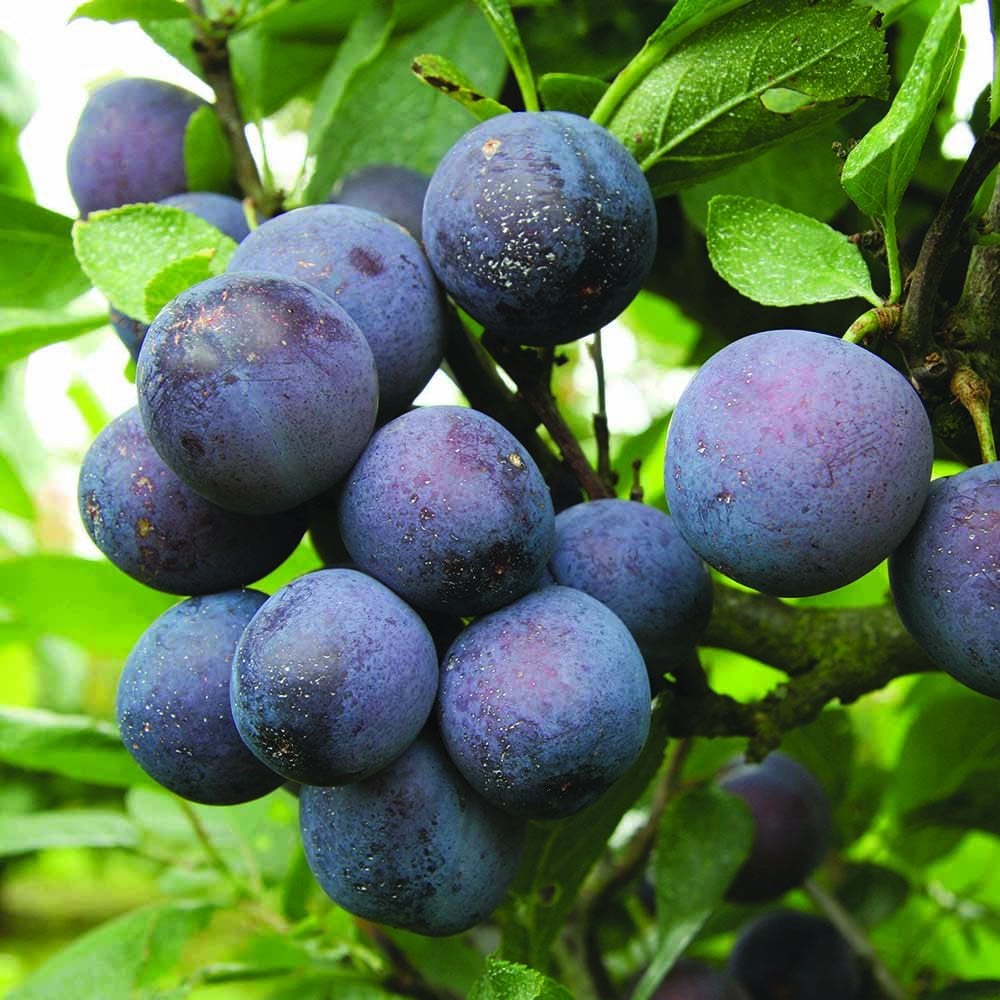 Farleigh Damson Tree | Buy Culinary Damson Trees | Ornamental Trees