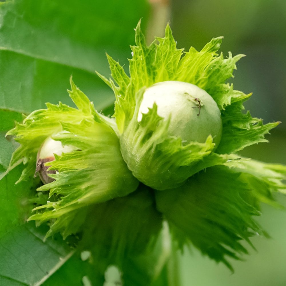 Small Nut Tree Nut Trees For Sale | Hazelnut, Walnut, Almond | Ornamental Trees