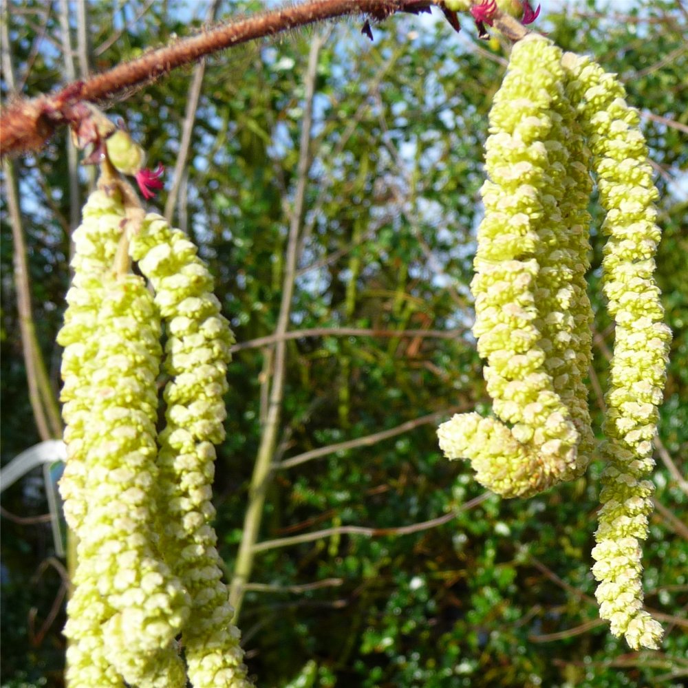 Filbert Cosford | Buy Corylus Nut Trees & Bushes | Ornamental Trees