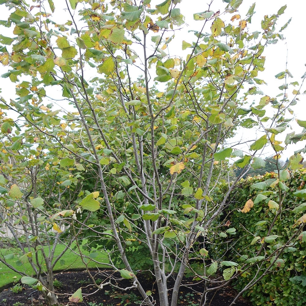 Filbert Cosford | Buy Corylus Nut Trees & Bushes | Ornamental Trees