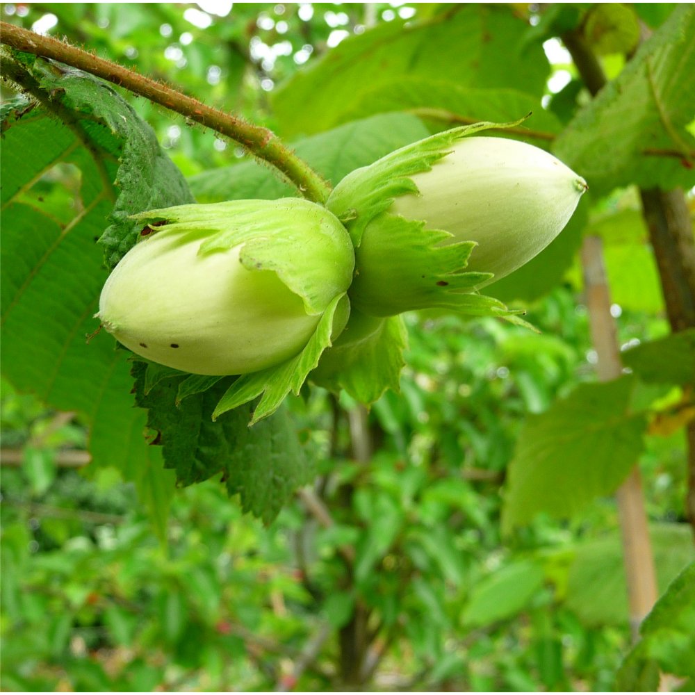 Countouring Filbert Tree Filbert Cosford | Buy Corylus Nut Trees & Bushes | Ornamental Trees