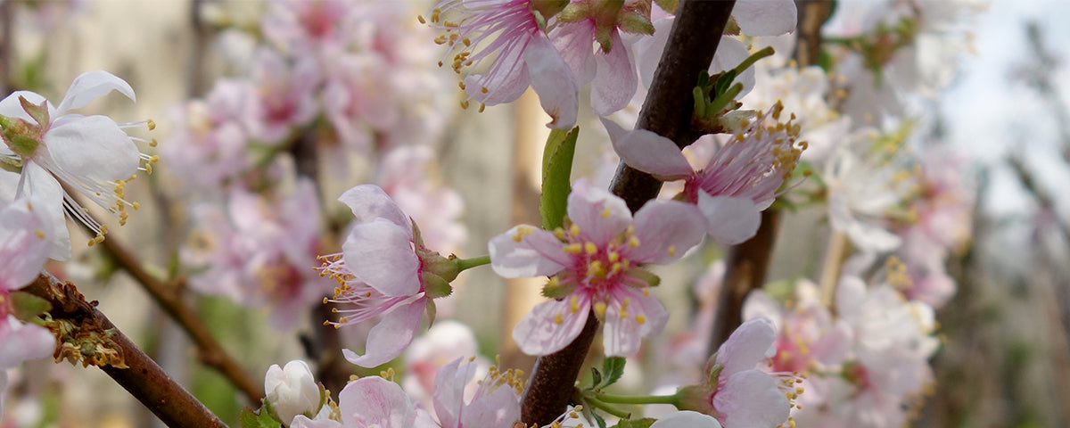 Small & Dwarf Flowering Cherry Blossom Trees | Ornamental Trees