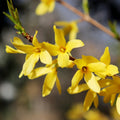 Bush, 80-100cm, 12L pot