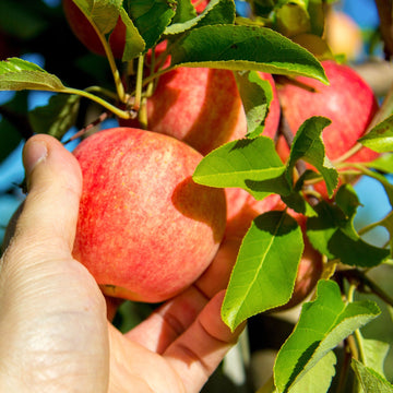 Gala apple tree