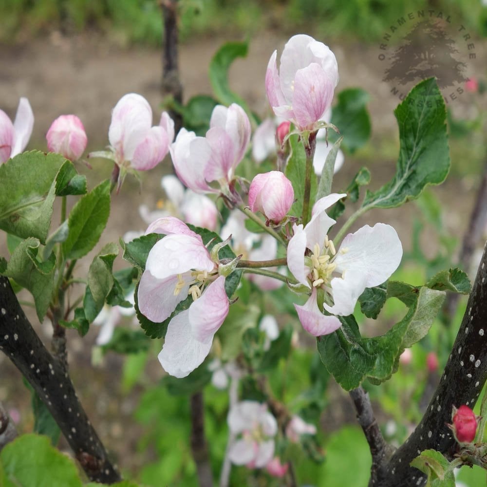 Gala Apple Trees For Sale | Popular Sweet Apples | Ornamental Trees