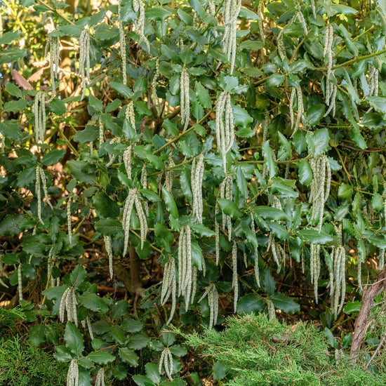 Garrya elliptica James Roof | Silk Tassel Shrub – Ornamental Trees