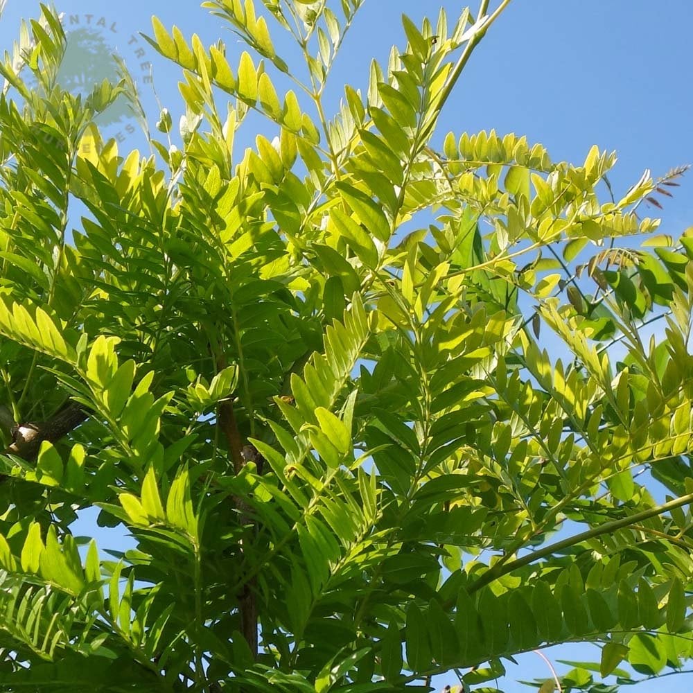 Gleditsia triacanthos Sunburst | Golden Honey Locust Tree – Ornamental ...