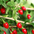 Bush, 30-50cm, 3L pot
