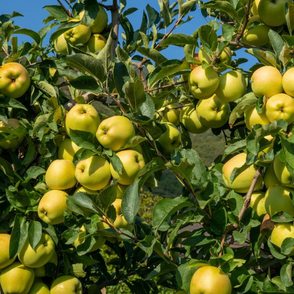 Yellow Delicious Apple Tree Golden Delicious Apple Trees For Sale