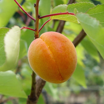 Golden Glow Apricot tree