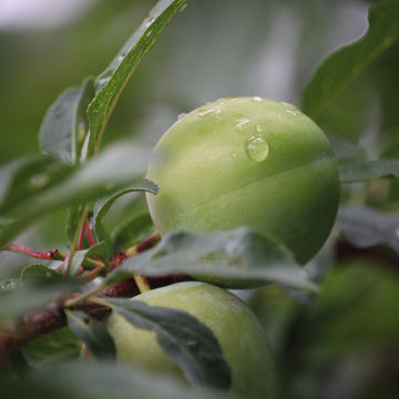 Old Greengage plum tree