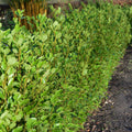 Hedging, 80-100cm height, 7.5L pot