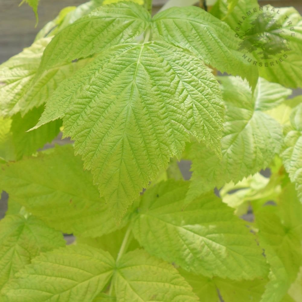 Groovy Raspberry | Raspberry Plants For Sale – Ornamental Trees