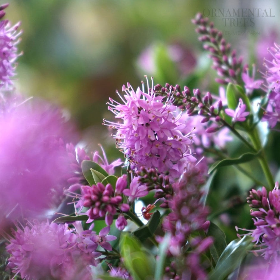 Garden Shrubs Bushes For Sale Ornamental Trees garden-shrubs-bushes-for-sale-ornamental-trees
