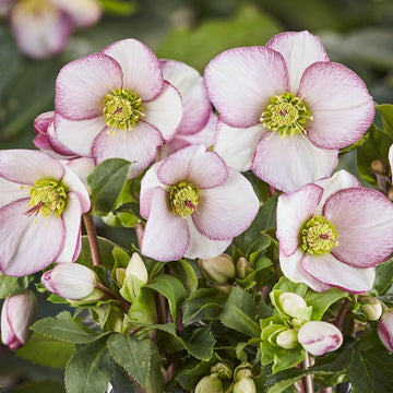 Helleborus Ice N Roses Picotee