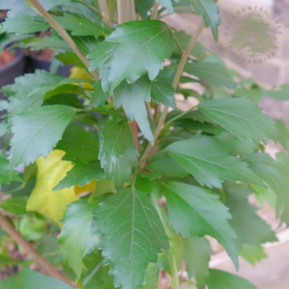 Habiskit Tree Hibiscus Flower Tower White | Upright Hibiscus – Ornamental Trees