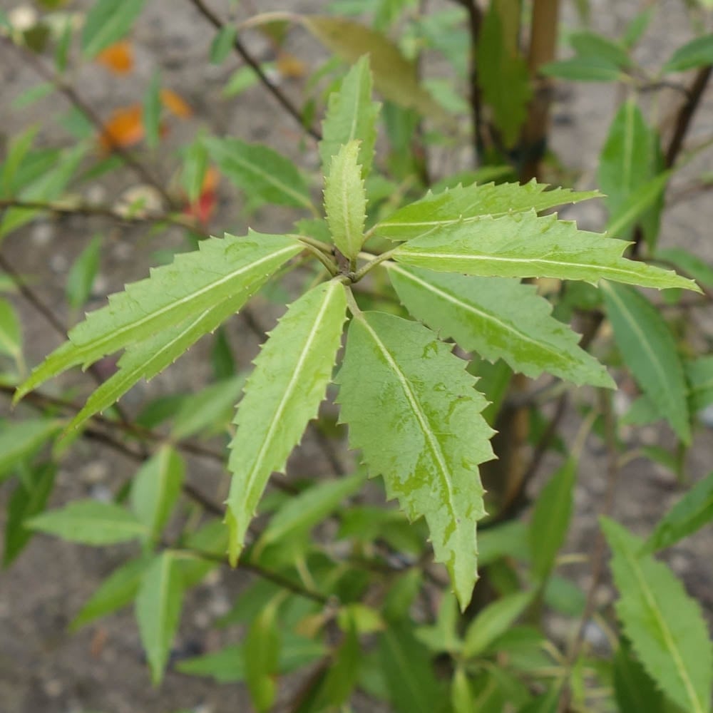 Lacebark Tree Hoheria Snow White | Evergreen Lacebark Tree | Ornamental Trees