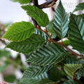 Instant hedging, 80-100cm height, 100cm width, 40L trough