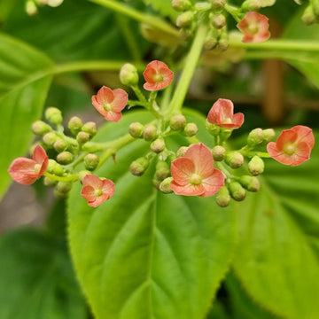 Hydrangea anomala 'Crûg Coral'