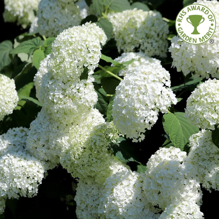 Hydrangea Shrubs & Bushes | Ornamental Trees