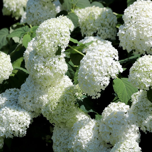 Hydrangea arborescens 'Annabelle'