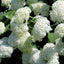Hydrangea arborescens 'Annabelle'