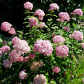 Bush, 40-60cm, 5L pot
