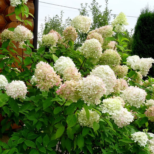 Hydrangea Shrubs & Bushes | Ornamental Trees
