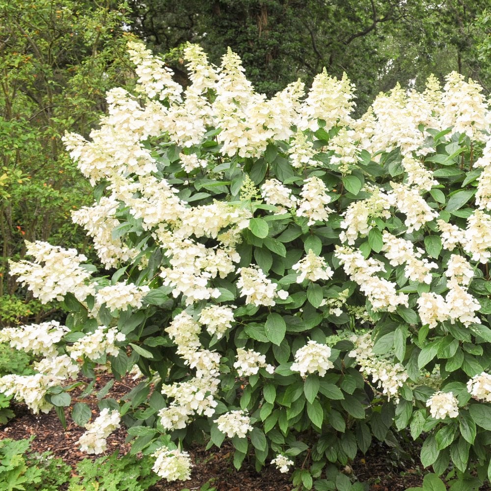 Hydrangea Colorado Hydrangea Shrubs & Bushes | Ornamental Trees