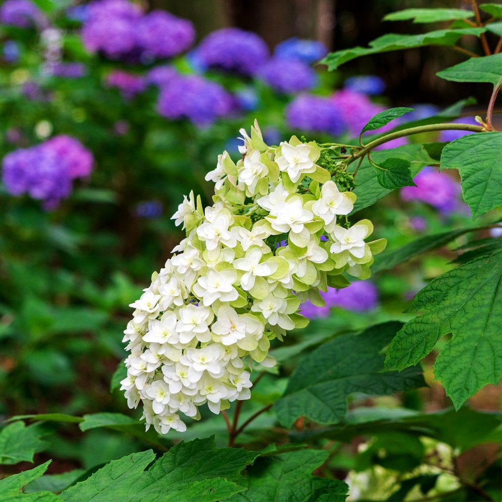 Hydrangea Q Hydrangea quercifolia Snowflake | Ornamental Trees