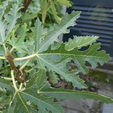 Ice Crystal Fig Ficus carica